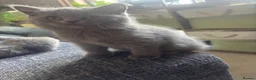 British Shorthair cats for sale: GCCF Pedigree British Shorthair Kittens  - Advert 5