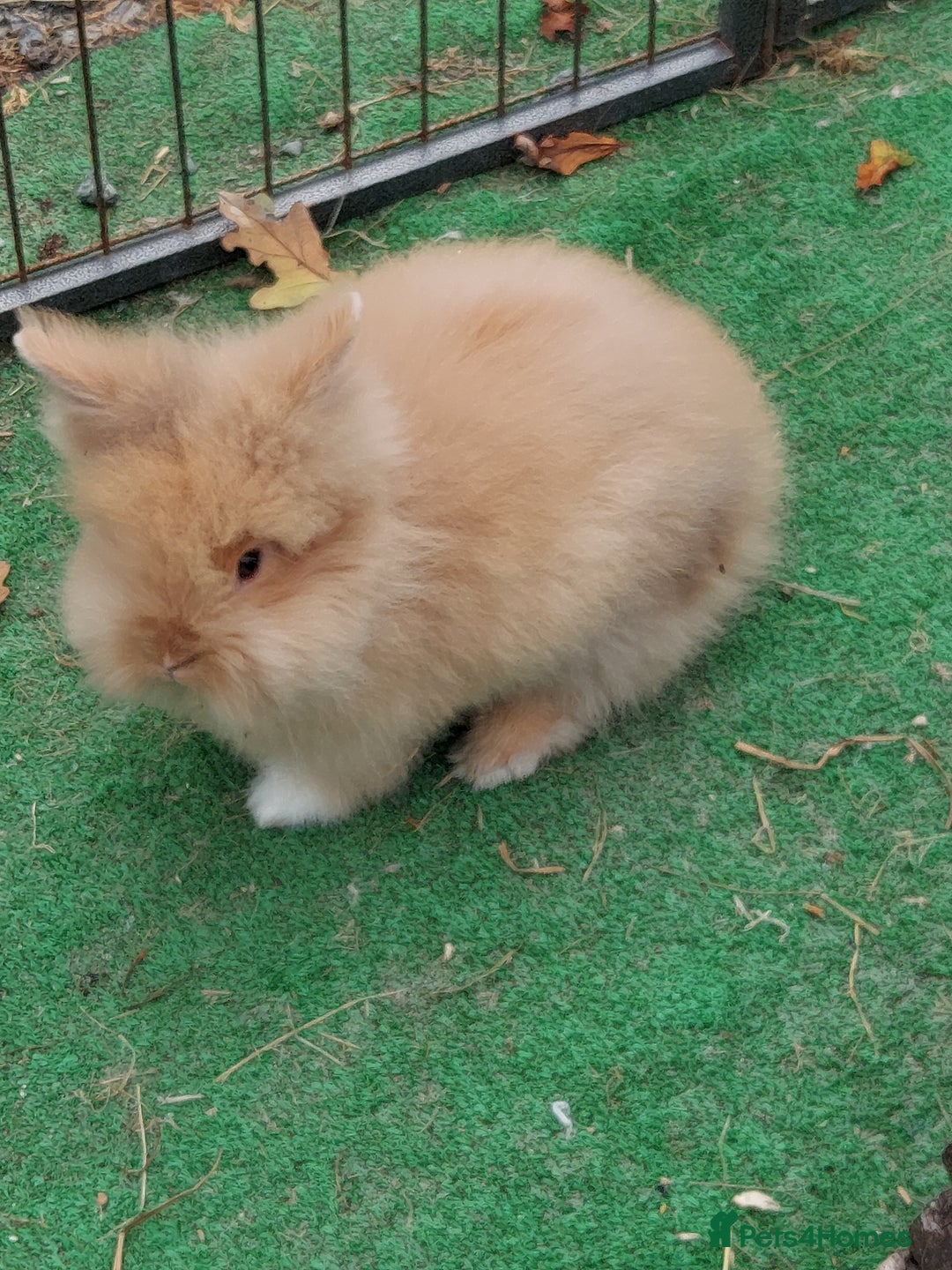 Lionhead rabbits for sale: Beautiful Double Maned Lionhead Babies - Image 16