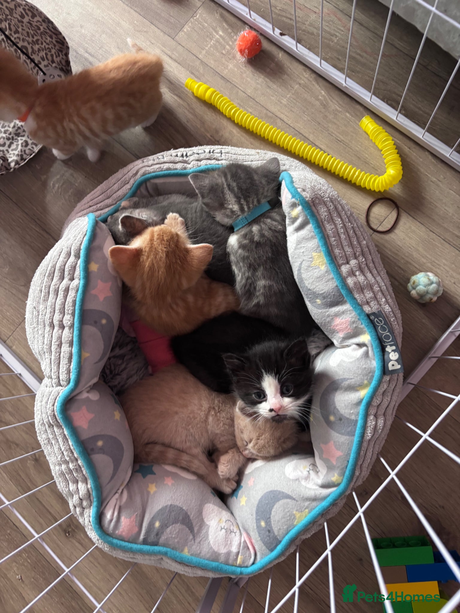 Mixed Breed cats Gorgeous female kitten - Advert 2