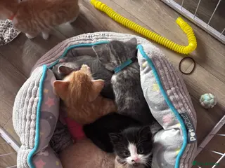 Mixed Breed cats Gorgeous female kitten - Advert 2