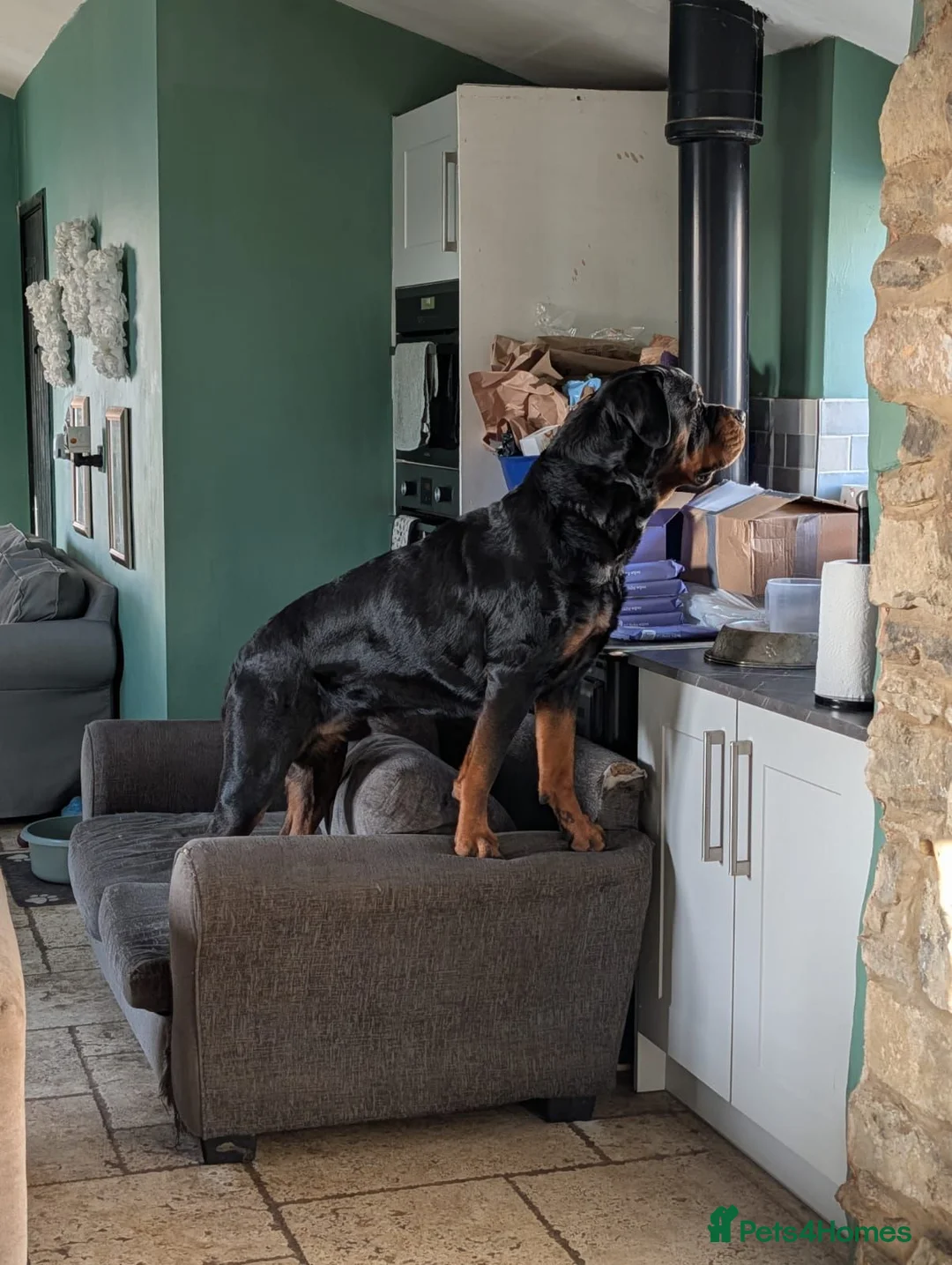 Rottweiler dogs for stud: Rottweiler Male Stud - Advert 2