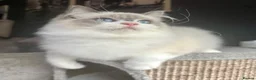 Ragdoll cats for sale: STUNNING BLUE BI COLOUR FEMALE AVAILABLE  - Advert 7