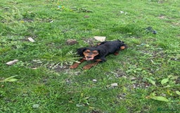 Cocker Spaniel dogs for stud: KC REGISTERED COCKER SPANIEL STUD in Worcester - Image 3