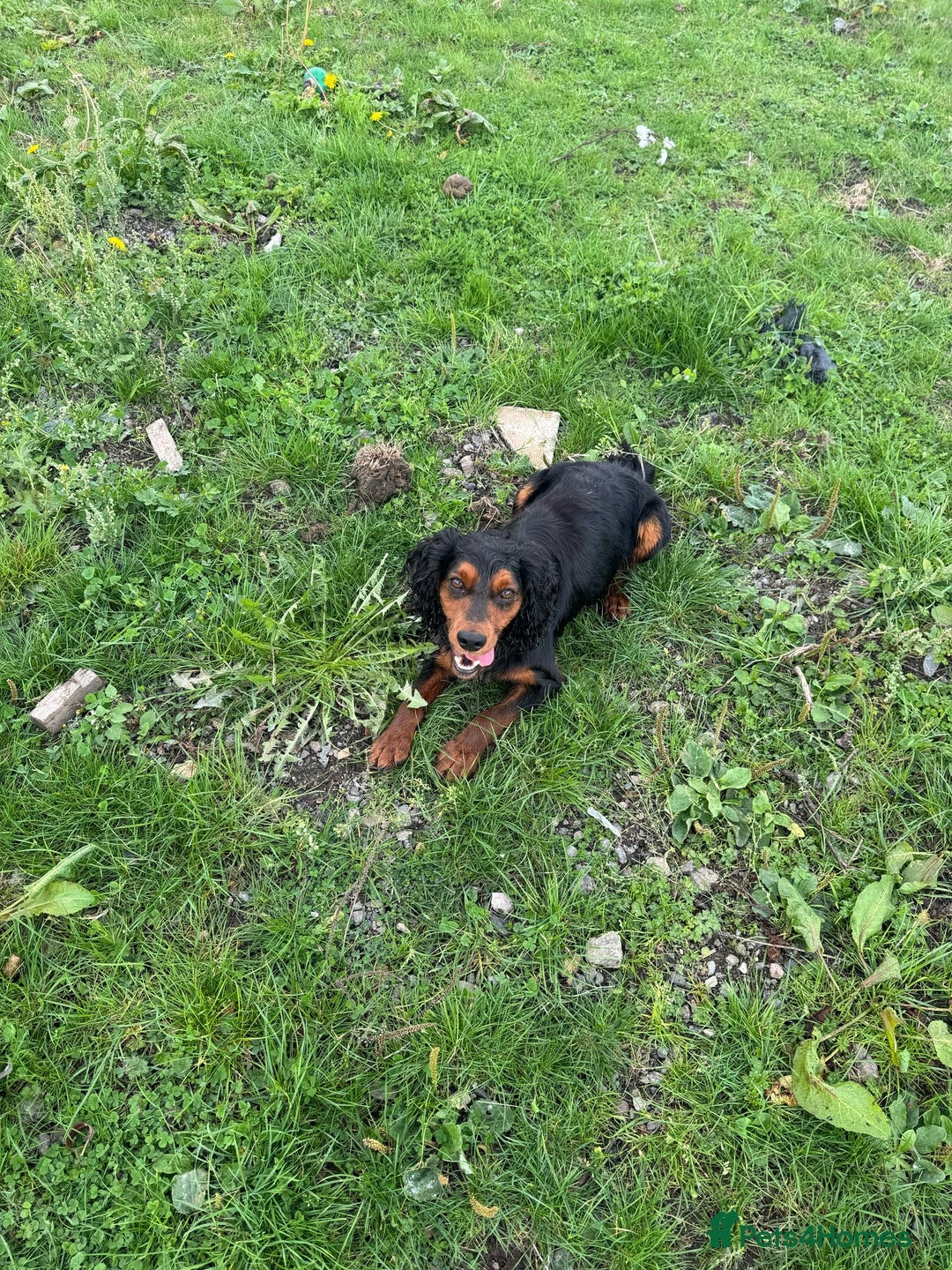 Cocker Spaniel dogs for stud: KC REGISTERED COCKER SPANIEL STUD in Worcester - Image 3