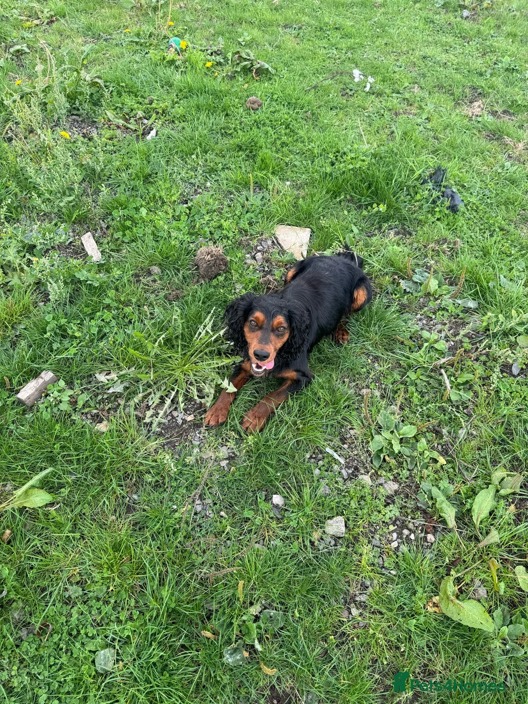 Cocker Spaniel dogs for stud: KC REGISTERED COCKER SPANIEL STUD in Worcester - Advert 3