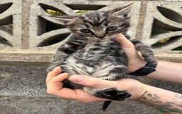 Ragdoll cats for sale: Gorgeous ragdoll cross kittens  - Image 8