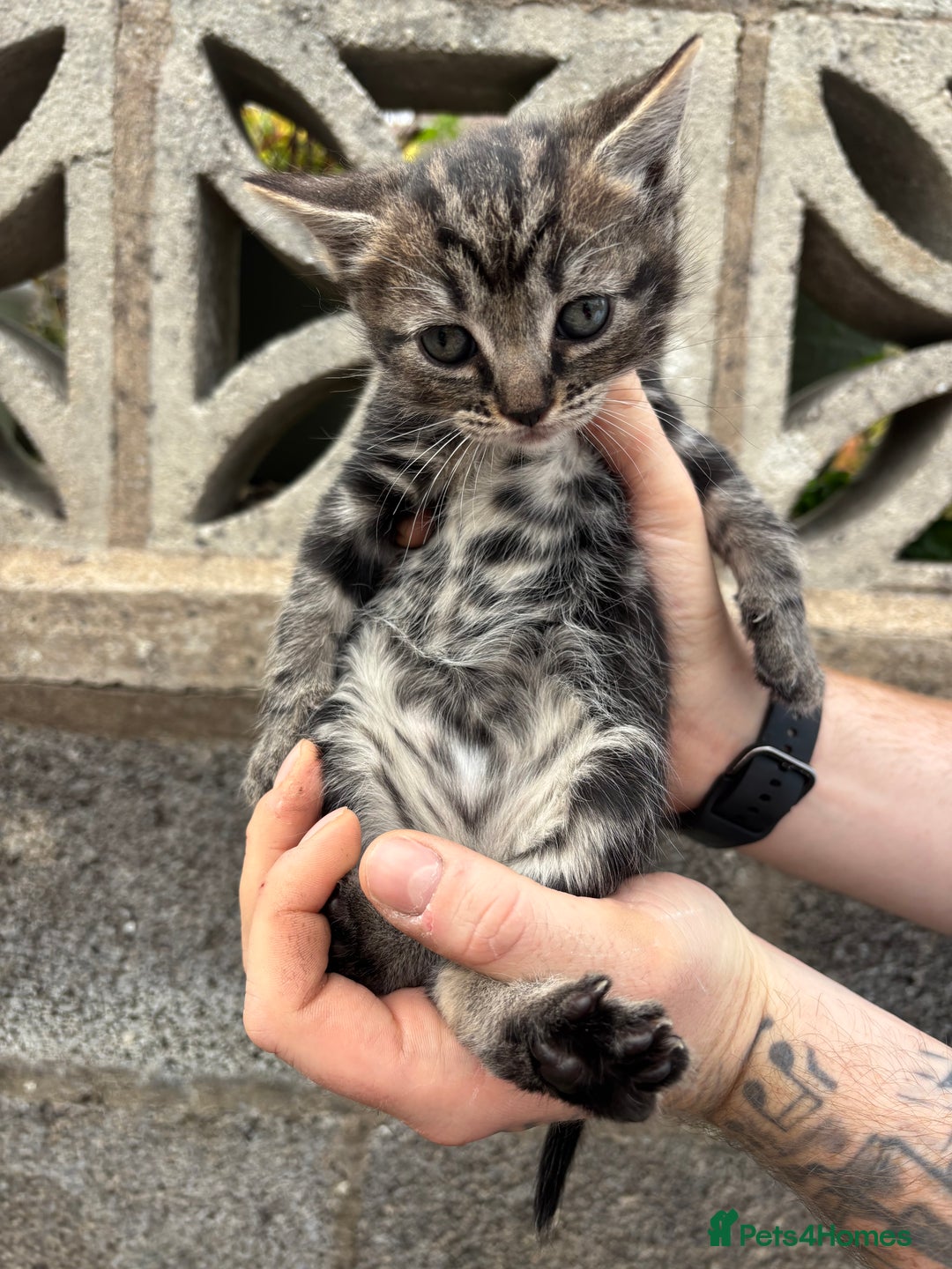 Ragdoll cats for sale: Gorgeous ragdoll cross kittens  - Image 8