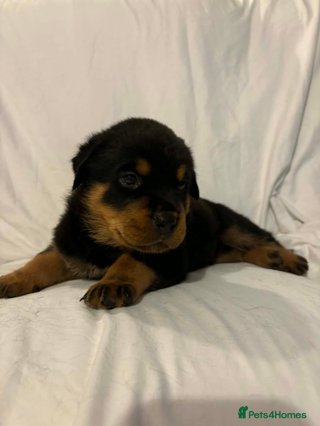 Rottweiler dogs for sale: Stunning Rottweiler puppies - Advert 34