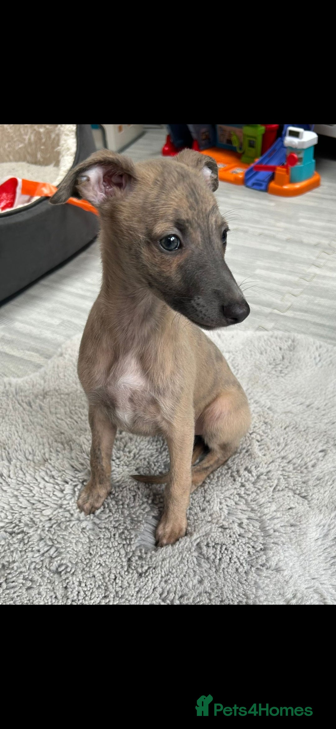 Whippet dogs for sale: Full kc registered whippets  - Image 7