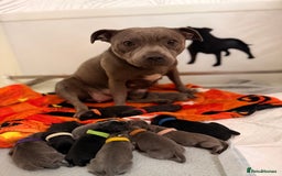 Staffordshire Bull Terrier dogs for sale: Champion sired Staffordshire bull terriers - Image 2