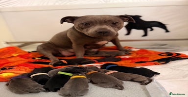Staffordshire Bull Terrier dogs - Advert 3