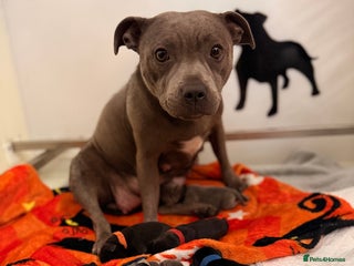 Staffordshire Bull Terrier dogs Champion sired Staffordshire bull terriers - Advert 1