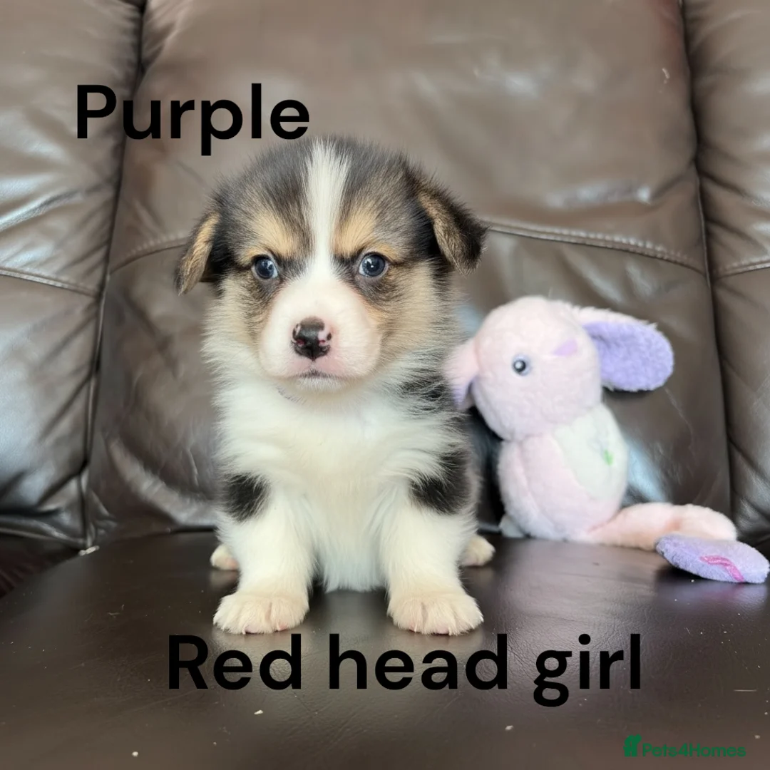 Welsh Corgi Pembroke dogs for sale: Beautiful Pembrokeshire corgi pups  - Advert 12