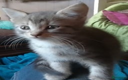 Mixed Breed cats for sale: Awesome Spotty Dotty Silver  Blue Bengal x Kittens - Image 32