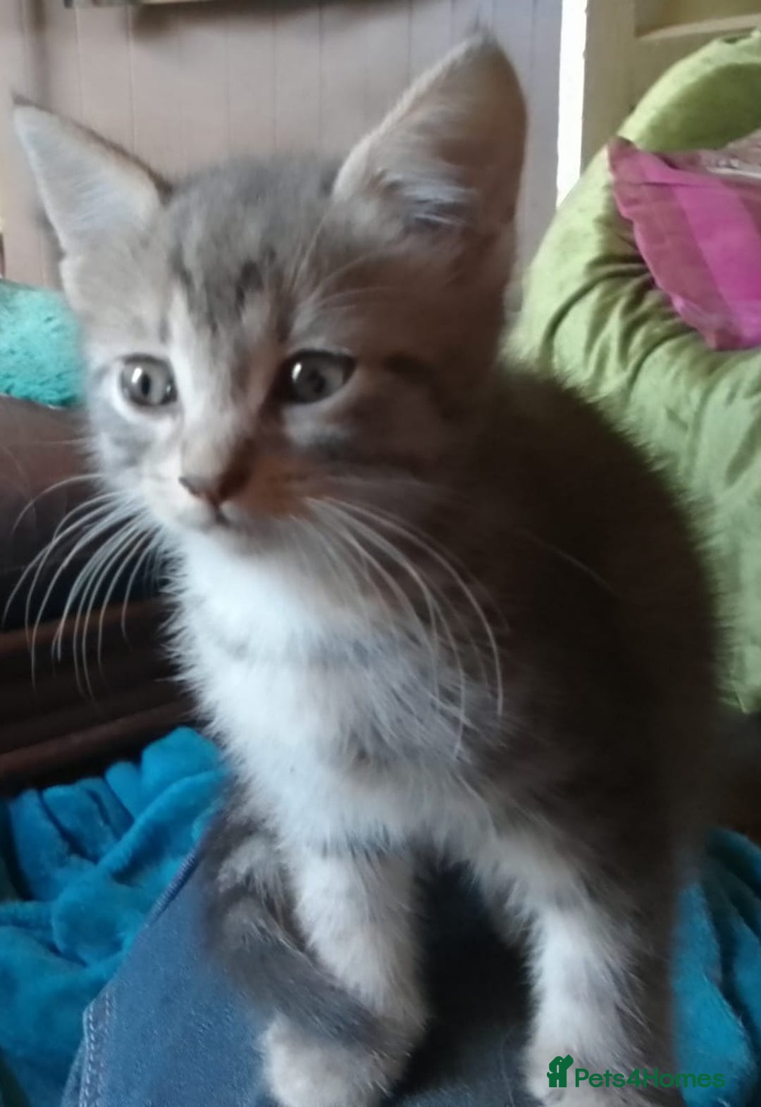 Mixed Breed cats for sale: Awesome Spotty Dotty Silver  Blue Bengal x Kittens - Image 32