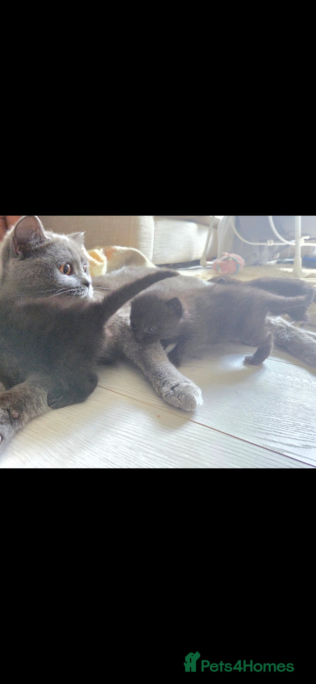 British Shorthair cats for sale: Half british shorthair kittens for sale - Image 4