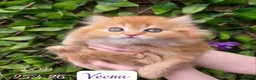 British Longhair cats for sale: 💖 Champion Line, British SH/LH Cuties 💖 - Advert 3