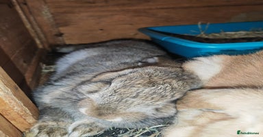 French Lop rabbits - Advert 4