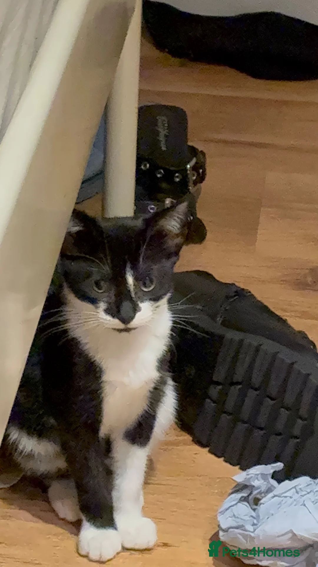 Mixed Breed cats for sale: 🐱 Kitten Looking for a Loving Home ❤️ in Maidenhead - Advert 5