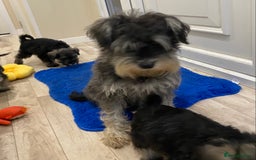 Miniature Schnauzer dogs for sale: Miniature Schnauzer Puppies-  - Image 6
