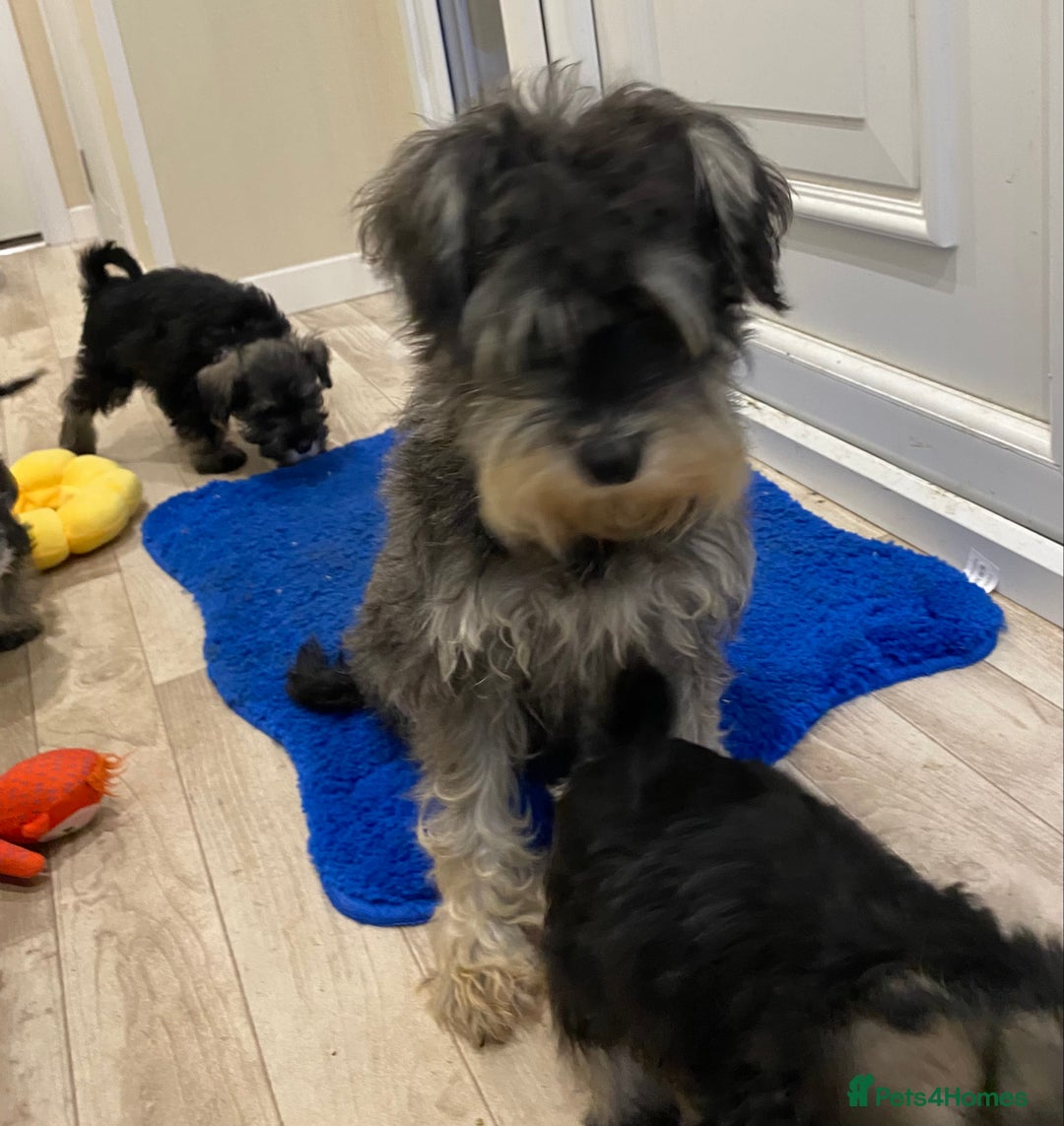 Miniature Schnauzer dogs for sale: Miniature Schnauzer Puppies-  - Image 6