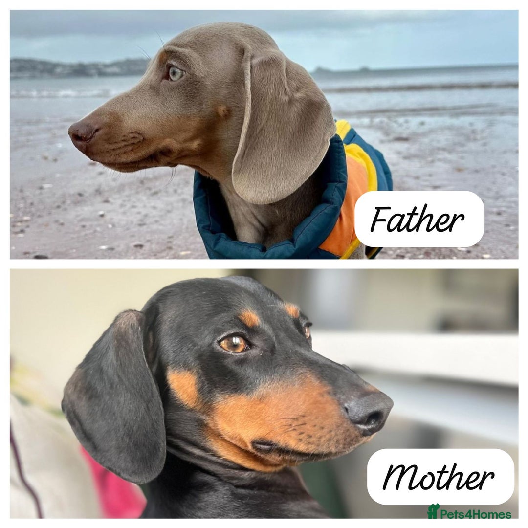 Dachshund dogs for sale: Beautiful dachshund puppies  - Image 11