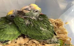 Parrots birds for sale: White fronted amazon baby’s  - Image 3