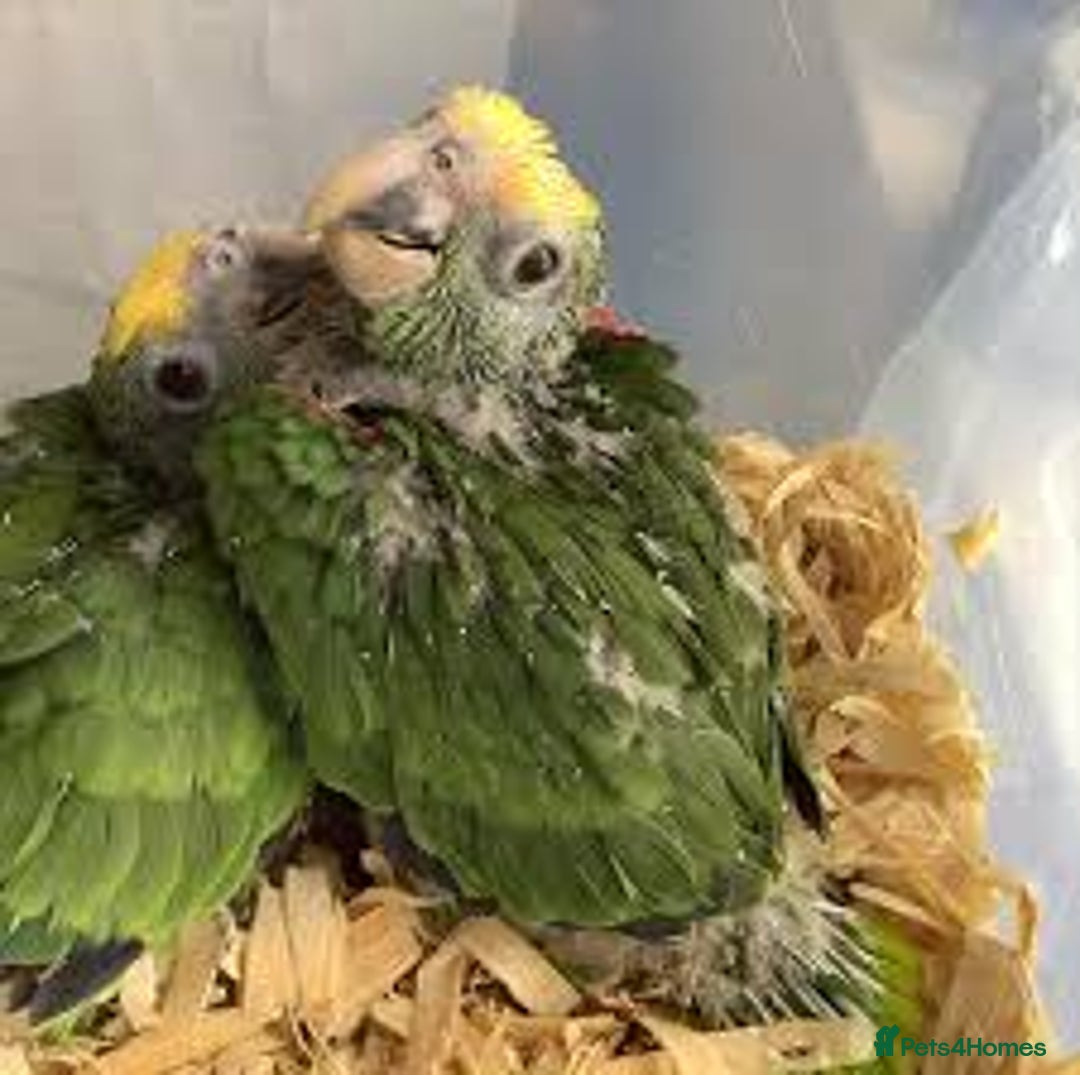 Parrots birds for sale: White fronted amazon baby’s  - Image 3
