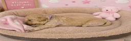 Labradoodle dogs for sale: Multi generation miniature Labradoodle - Advert 18