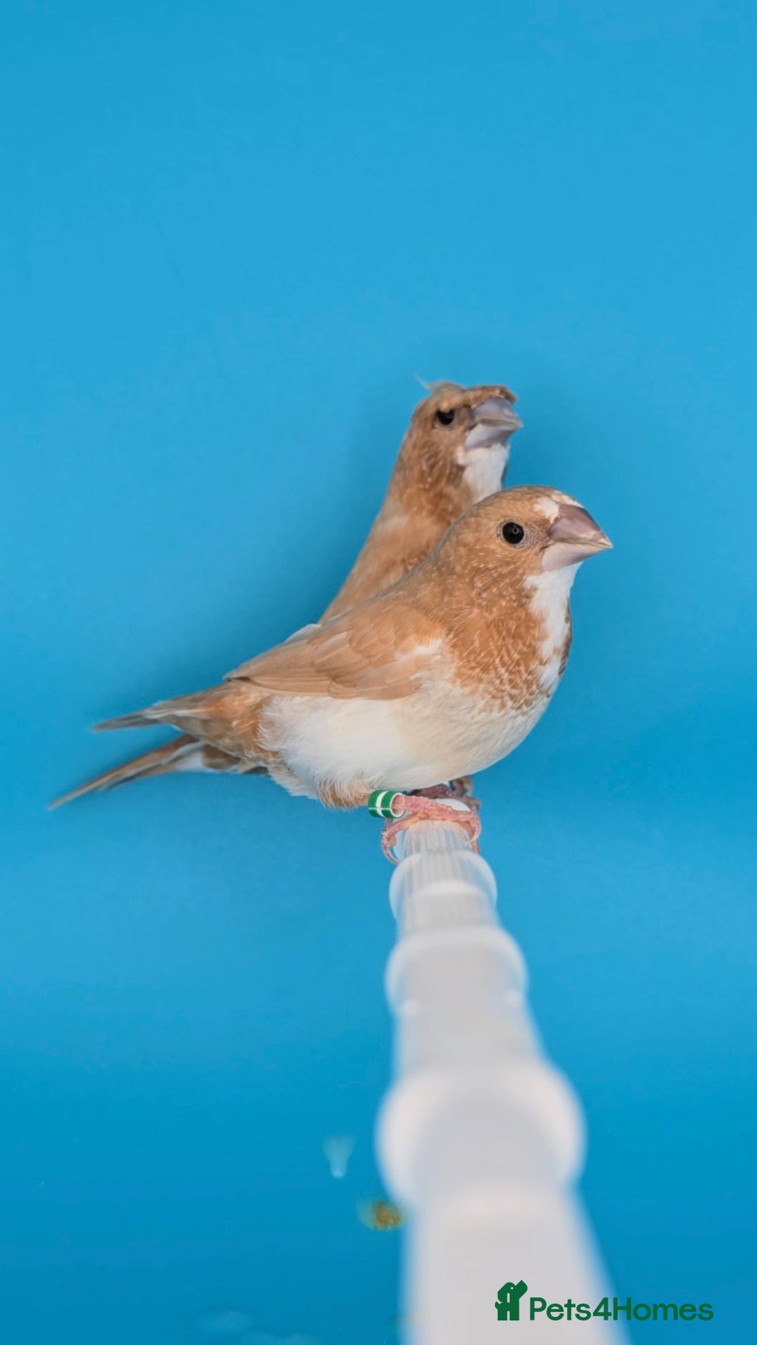 Finches birds for sale: Bengalese finches  - Advert 1