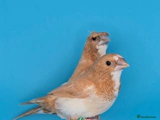 Finches birds Bengalese finches - Advert 4