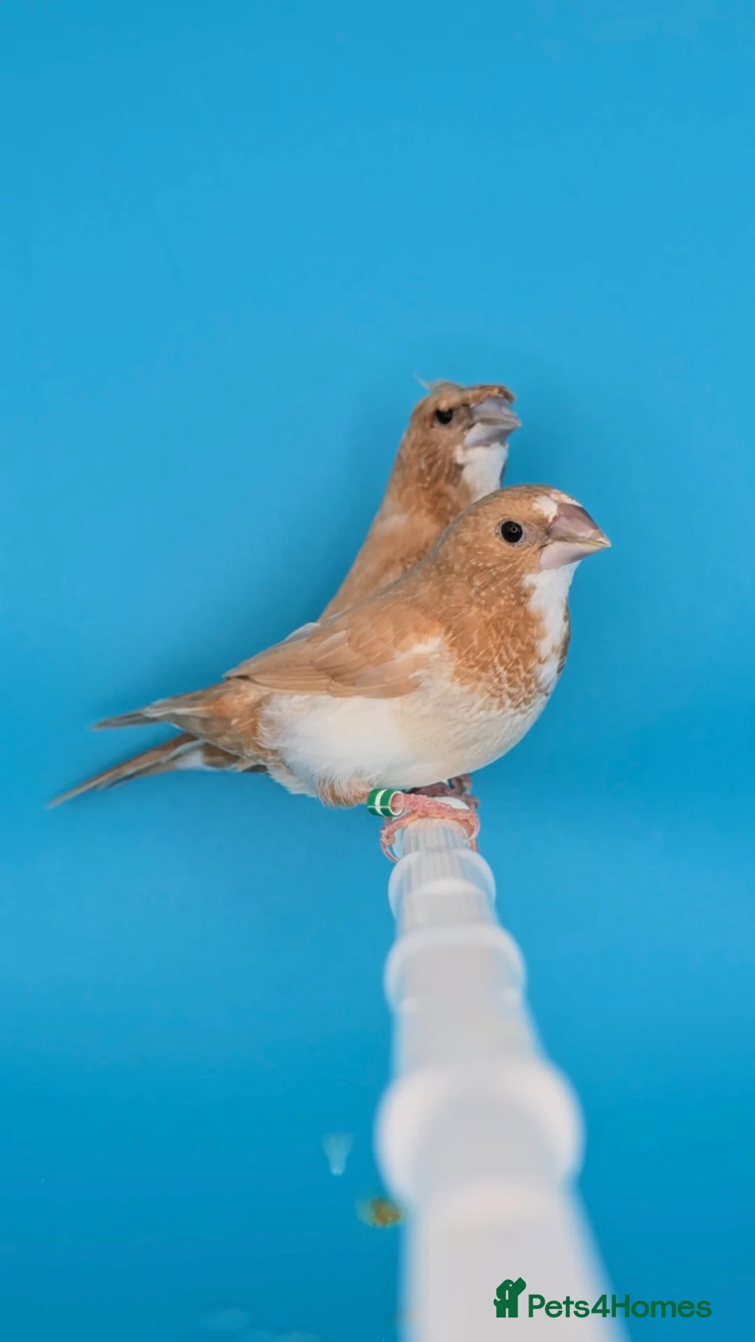 Finches birds for sale: Bengalese finches  - Advert 1