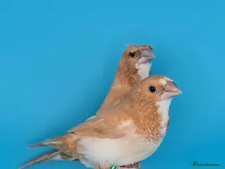 Finches birds Bengalese finches - Advert 10