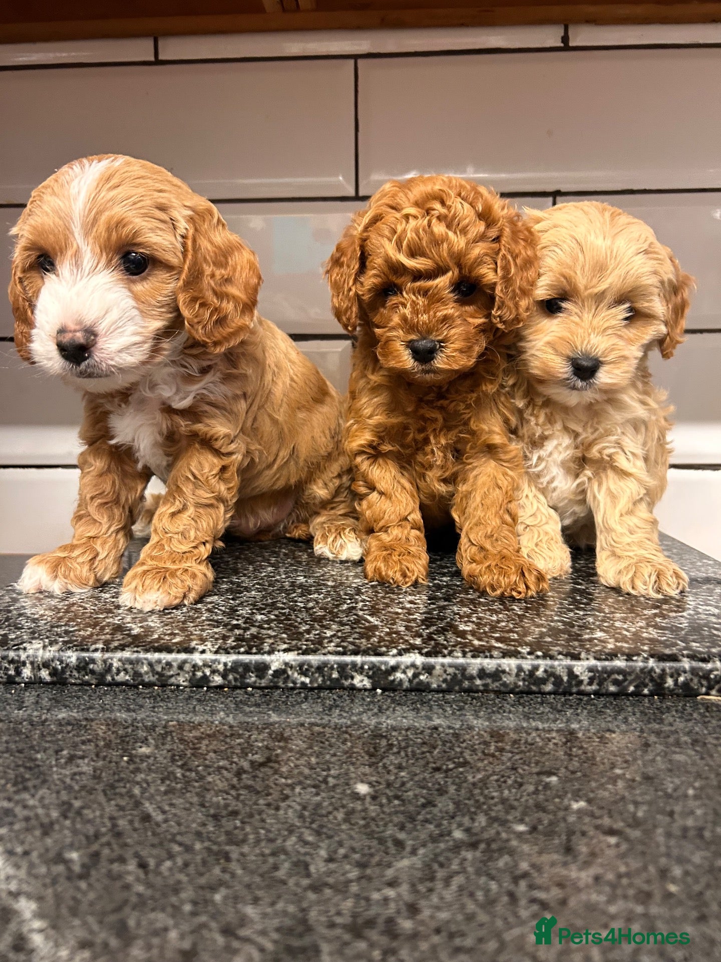 Cavapoo dogs for sale: Cavapoo males and female  - Advert 1
