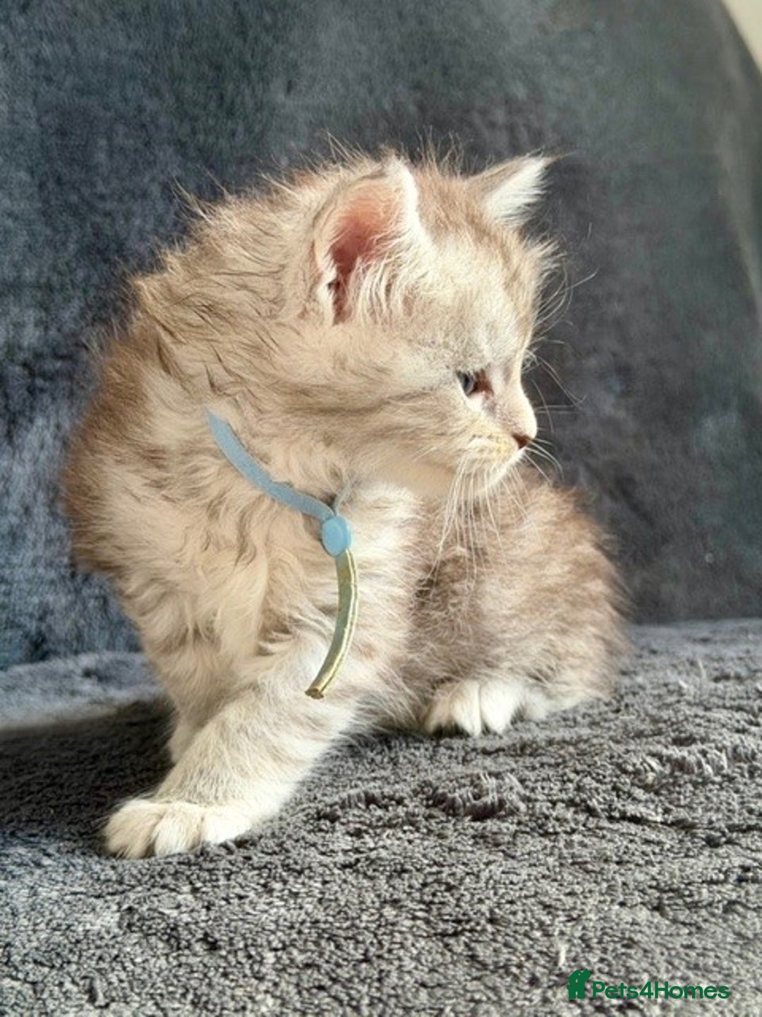 Maine Coon cats for sale: 🐾 TICA-Registered Maine Coon Kittens🐾 - Advert 30
