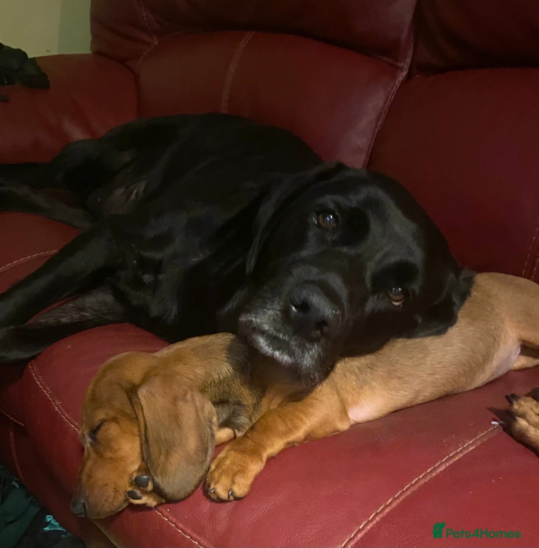 Miniature Dachshund dogs for sale: Beautiful little dachshund girl - Image 3