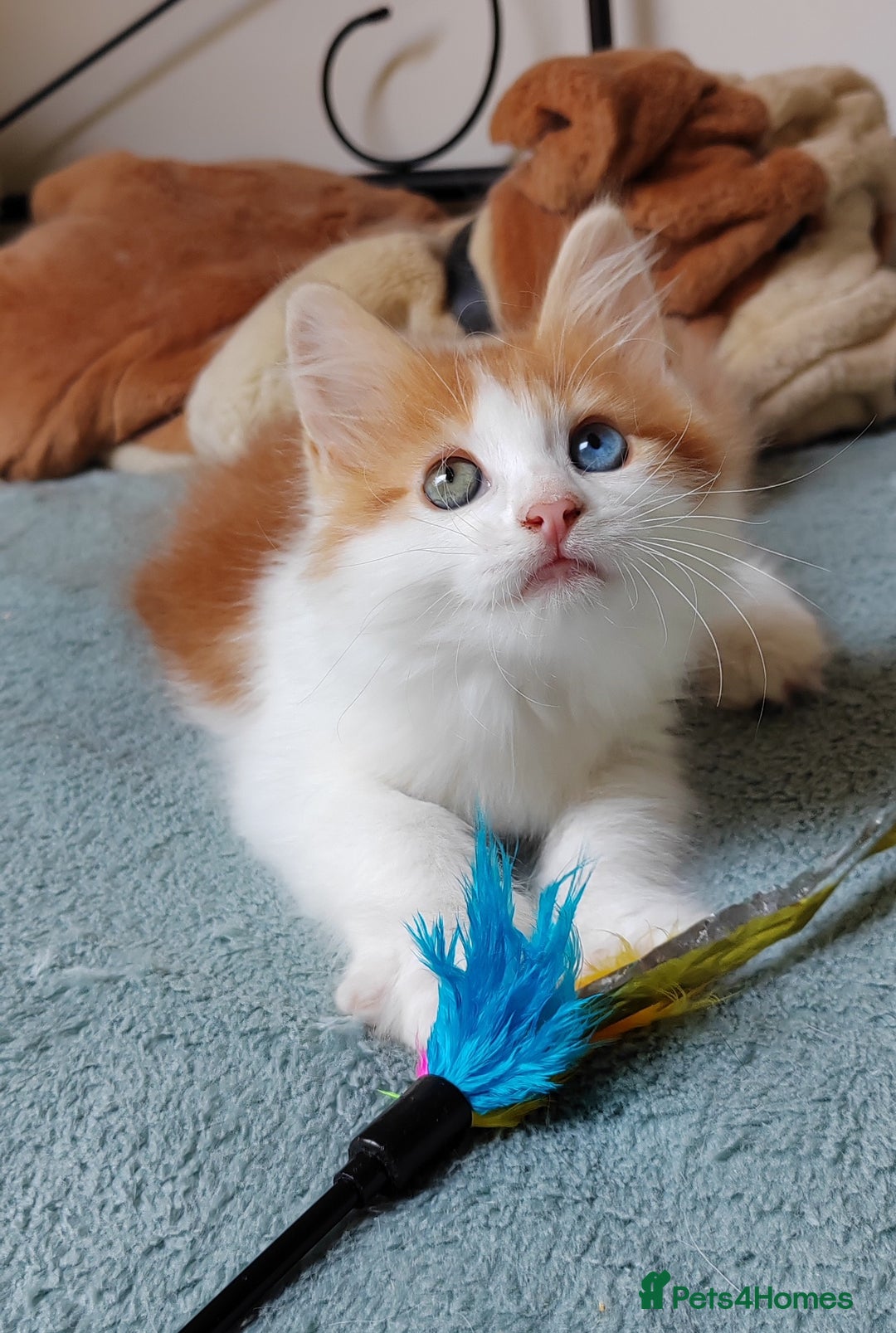 Mixed Breed cats for sale: Kittens with Mittens!! Unique Maine Coon x  - Image 14