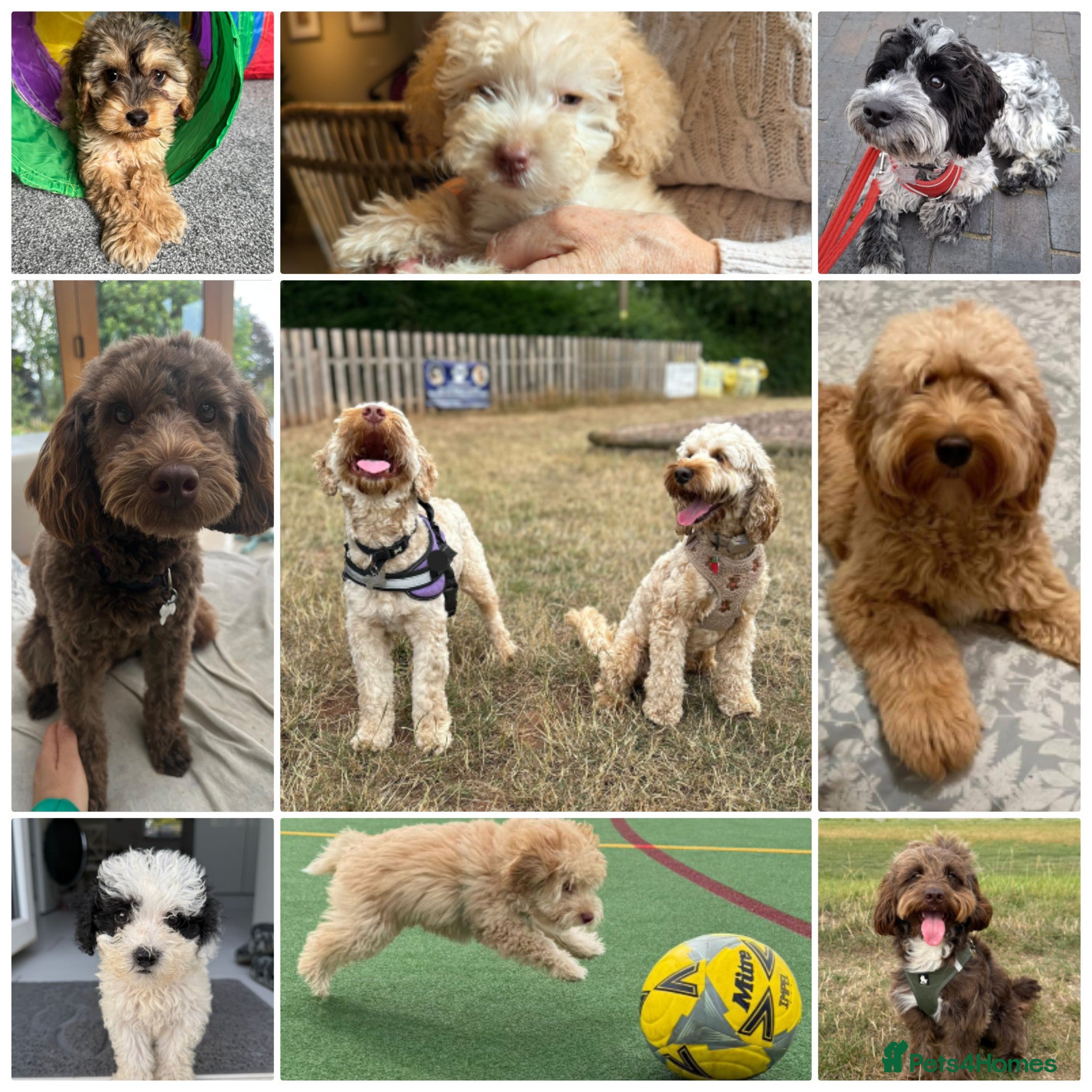 Cockapoo dogs Cockapoos Due Feb (to leave April 2026)- Waitlist - Advert 5