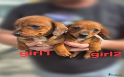 Mixed Breed dogs for sale: Beautiful Dorkie Puppies for sale - Image 4
