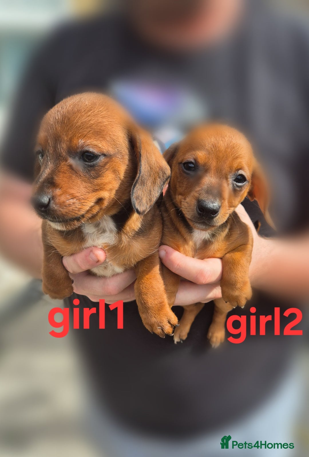 Mixed Breed dogs for sale: Beautiful Dorkie Puppies for sale - Image 4