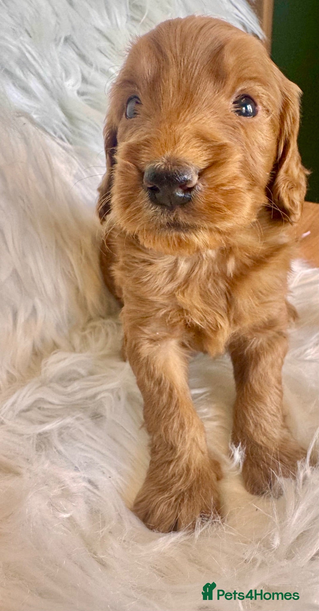 Cockapoo dogs STUNNING DARK RED, APRICOT, BLACK COCKAPOO PUPPIES - Advert 2