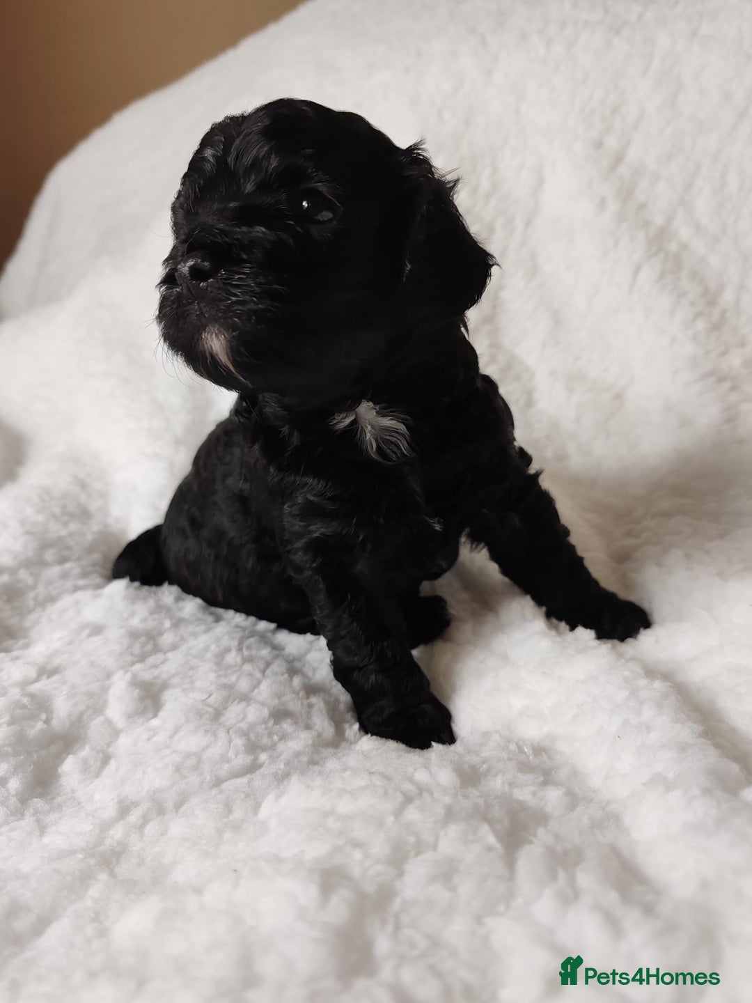 Cavapoo dogs for sale: F1 Cavapoo - Advert 5