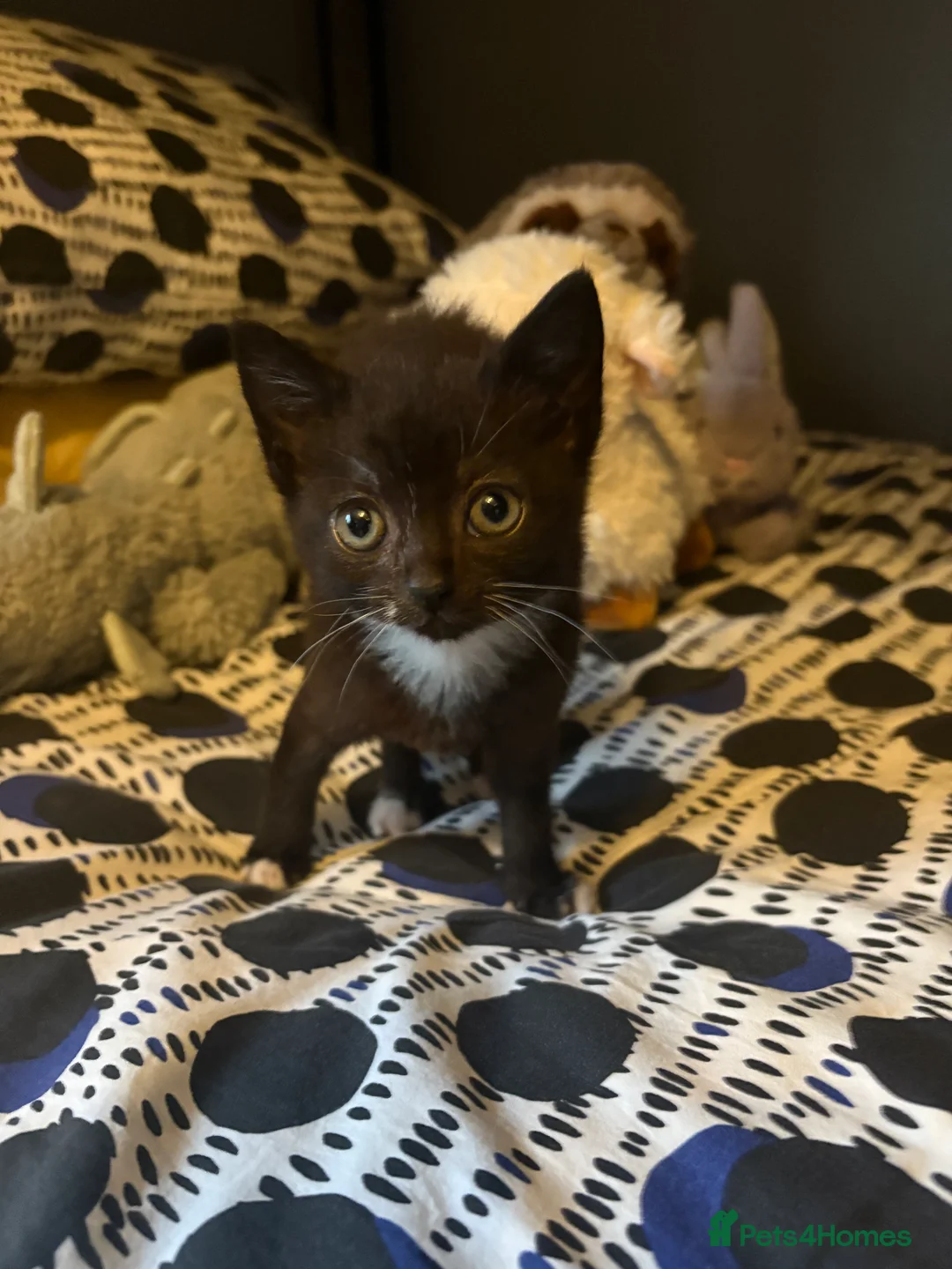 Mixed Breed cats for sale: Beautiful Kittens ready now  - Advert 9