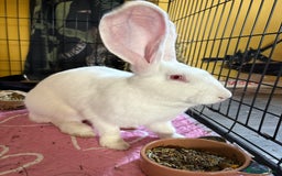 Continental Giant rabbits for sale: Continental Giant  - Image 2