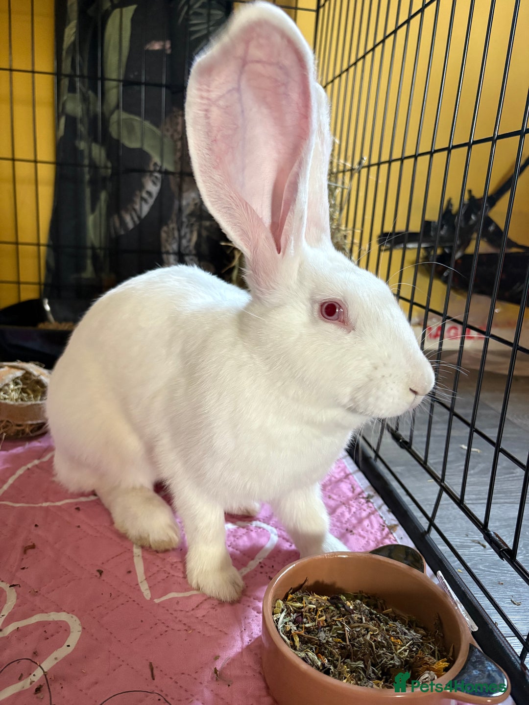 Continental Giant rabbits for sale: Continental Giant  - Image 2