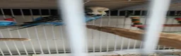 Budgerigars birds for sale: Budgies available now 🐦🐦‍⬛🦜🦚 - Advert 6