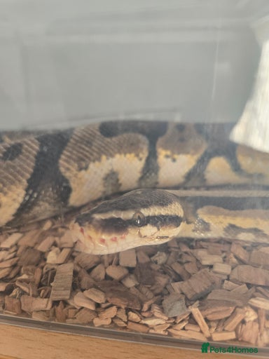 Gallery Image {{count}}