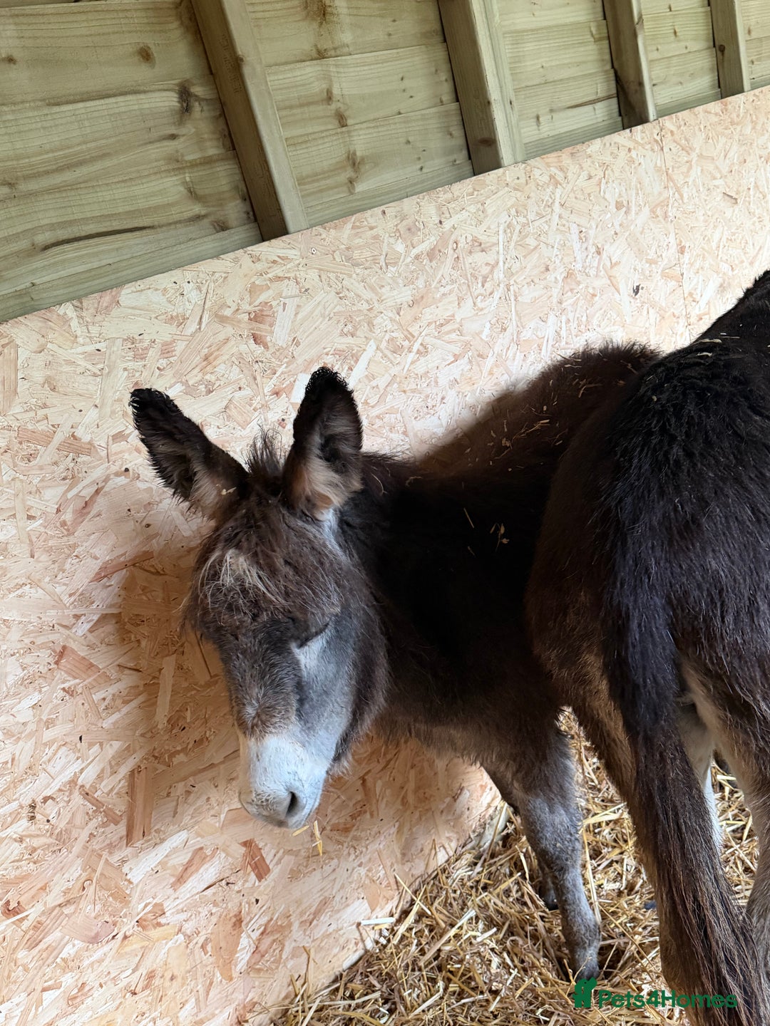 Donkey livestock for sale: 🩵 For Sale – Bobby the Jack Foal 🩵 - Advert 4