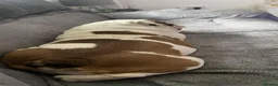 English Bulldog dogs for sale: 7 month old female english bulldog  - Advert 4