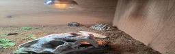 Hermann Tortoise reptiles for sale: 1yr old Hermann tortoise and tank in Stevenage - Advert 3